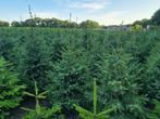 Picea omorika / Servische spar 150/175 cm, Tuin en Terras, Planten | Bomen, Ophalen, Bloeit niet, Halfschaduw, Overige soorten