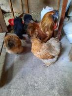 Toom zijdehoenders, Dieren en Toebehoren, Pluimvee, Meerdere dieren, Kip