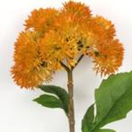 KNOFLOOK BLOEM (ALLIUM SATIVUM), Ophalen of Verzenden, Nieuw