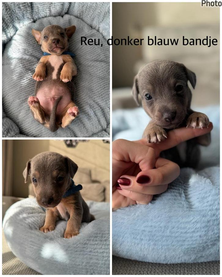 Jack russel pups, Dieren en Toebehoren, Honden | Jack Russells en Terriërs, Meerdere dieren, Jack Russell Terriër, Fokker | Hobbymatig