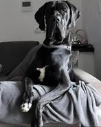 Deense dog, Rabiës (hondsdolheid), Overige rassen, 8 tot 15 weken, Buitenland