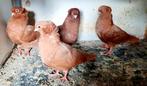 Felegyhazer tuimelaars, Meerdere dieren, Overige soorten