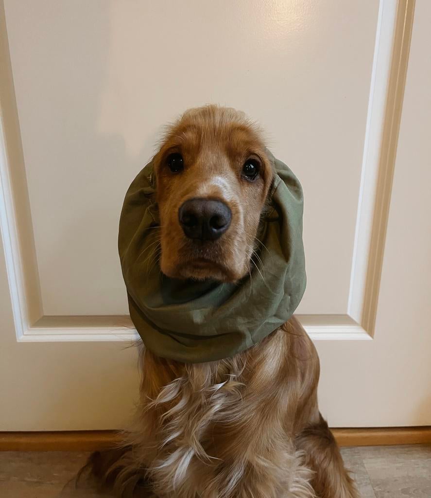 Snood cocker spaniël, Dieren en Toebehoren, Ophalen of Verzenden, Nieuw