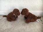 knuffel hondjes Eddy Toys H12 bruin teddy stof rijst gevuld, Kinderen en Baby's, Speelgoed | Knuffels en Pluche, Ophalen of Verzenden