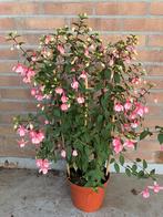 Fuchsia rek, Ophalen, Zomer, Siergrassen