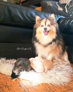 Pomsky pupjes zoeken liefdevol mandjes (geteste ouders), Dieren en Toebehoren, Honden | Poolhonden, Keeshonden en Oertypen, Nederland