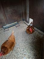 4 legkippen van 2 jaar oud, Dieren en Toebehoren, Pluimvee, Vrouwelijk, Kip