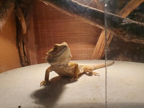 Baardagamen 5 stuks 11/2 jaar oud in 1 koop !, Dieren en Toebehoren, Reptielen en Amfibieën