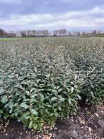 Elaeagnus ebbingei - Olijfwilg, Tuin en Terras, Herfst, 100 tot 250 cm, Volle zon, In pot