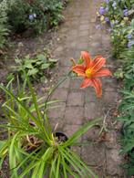 Lelies te koop meest oranje en rood en paars, Ophalen, Zomer, Overige soorten, Volle zon