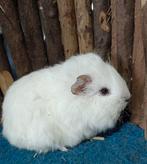Ch teddy cavia, 2 zeugjes, Januari, Vrouwelijk, Cavia