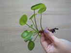 Stek Pannekoekplant pilea kamerplant plant, Ophalen, Overige soorten, Minder dan 100 cm