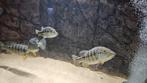 Cichla royal silk 4 stuks te koop, Dieren en Toebehoren, Vis