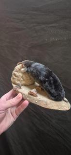 Te koop: Opgezette mol met wormen in zijn bekkie, Ophalen of Verzenden, Nieuw, Wild dier, Opgezet dier