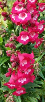 Diverse stekjes rijkbloeiende roze Penstemon - slangenkop, Ophalen, Zomer, Overige soorten, Volle zon