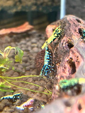 Caridina boa blue metallic groepje 10 stuks beschikbaar voor biedingen