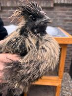 Zijdehoender Haan, Dieren en Toebehoren, Mannelijk, Kip