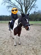 Merrie pony, Dieren en Toebehoren, Pony's, Zadelmak, 7 tot 10 jaar, Recreatiepony, D pony (1.37m tot 1.48m)