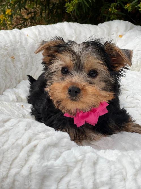 Prachtige York-shire pupjes te toop, Dieren en Toebehoren, Honden | Jack Russells en Terriërs, Meerdere dieren, Overige rassen