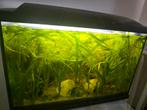 Aquarium 60cm, Dieren en Toebehoren, Vissen | Aquaria en Toebehoren, Ophalen, Gevuld zoetwateraquarium