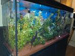 Aquatlantis, Dieren en Toebehoren, Vissen | Aquaria en Toebehoren, Ophalen, Gebruikt, Gevuld zoetwateraquarium