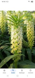 Eucomis in 3 soorten(ananasplant), Overige soorten, Ophalen of Verzenden, Tweejarig, Halfschaduw