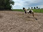 Tk Jonge barock pinto 1 en 3 jarige bp/friese 5 en 1 jaar, Minder dan 160 cm, Niet van toepassing, 0 tot 2 jaar, Meerdere dieren