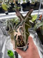 Alocasia Sanderiana Nobilis Pink Variegata, Overige soorten, In pot, Minder dan 100 cm, Bloeiende kamerplant