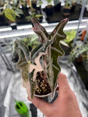 Alocasia Sanderiana Nobilis Pink Variegata beschikbaar voor biedingen