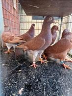 Hoogvliegers en tipplers sheffield duiven 5x stuks, Meerdere dieren, Overige soorten