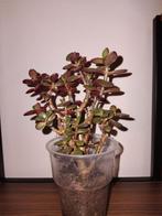 Crassula Jadeplant, Ophalen, Volle zon, Minder dan 100 cm