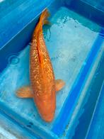 Ginrin Karashigoi. Dainichi, Dieren en Toebehoren, Vissen | Vijvervissen, Karper of Koi