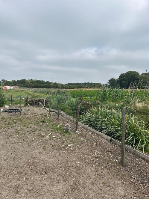 Pluimvee, Dieren en Toebehoren, Pluimvee, Overige soorten, Meerdere dieren