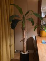 Kunst bananenboom met bast van echte bladeren, Huis en Inrichting, Kamerplanten, Ophalen of Verzenden, Fruitplant, Halfschaduw