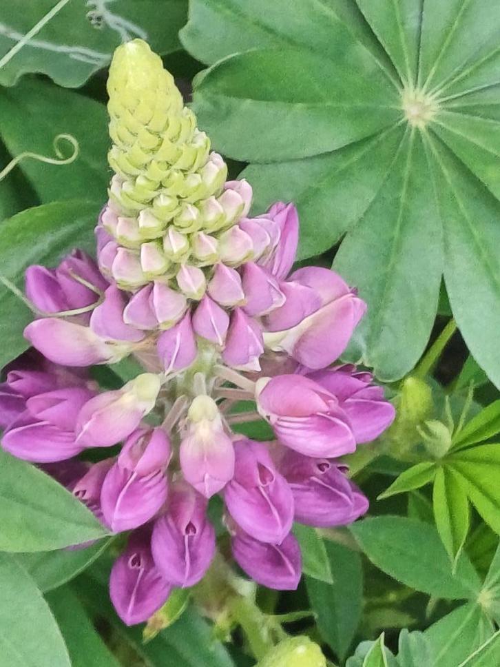 Lupine Minarette mix, Tuin en Terras, Bloembollen en Zaden, Zaad, Voorjaar, Volle zon, Ophalen of Verzenden