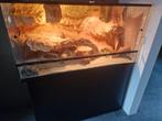 Mooi terrarium met stekelstaart varaan, Dieren en Toebehoren, Reptielen en Amfibieën | Toebehoren, Ophalen, Zo goed als nieuw