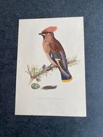 10 prenten  zangvogels 16,5x24 cm samen 18 euro oa huismus, Ophalen of Verzenden, Natuur en Biologie