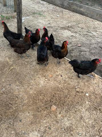 Marans koper kleur kippen te koop beschikbaar voor biedingen