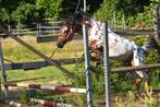 Uitmuntend mooie sport C pony, Dressuurpony, 0 tot 2 jaar, Hengst, C pony (1.27m tot 1.37m)