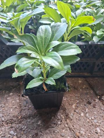 Pachysandra term. 'Green Carpet' €1.25 beschikbaar voor biedingen