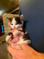 1 (boerderij) kitten beschikbaar, Meerdere dieren, Kortharig, 0 tot 2 jaar