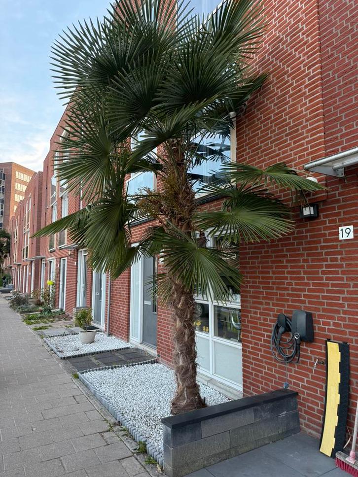 Palmboom te koop 4m, Tuin en Terras, Planten | Bomen, Palmboom, 100 tot 250 cm, Volle zon, Zomer, Ophalen