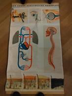 Vintage Schoolplaat - Meerdere Onderwerpen, Antiek en Kunst, Antiek | Schoolplaten, Ophalen of Verzenden, Overige thema's