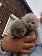 Super lieve raszuivere Britse korthaartjes, Dieren en Toebehoren, Katten en Kittens | Raskatten | Korthaar, Meerdere dieren, Gechipt