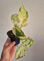 Epipremnum Marble Queen, Ophalen of Verzenden, Overige soorten, Minder dan 100 cm