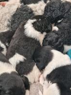 Stabij pups, CDV (hondenziekte), 8 tot 15 weken, Meerdere, Nederland