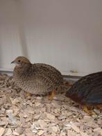 Chinese dwergkwartels, Meerdere dieren, Tropenvogel, Geringd