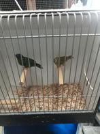 Gezocht diverse vogels, Meerdere dieren, Tropenvogel