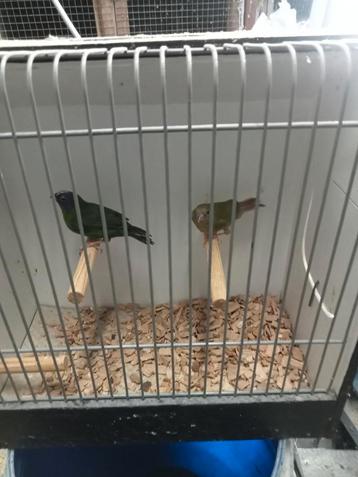 Gezocht diverse vogels  beschikbaar voor biedingen