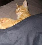 Kittens 12 weken. Rode kater en een mooie getekende poes, Dieren en Toebehoren, Katten en Kittens | Overige Katten, Meerdere dieren